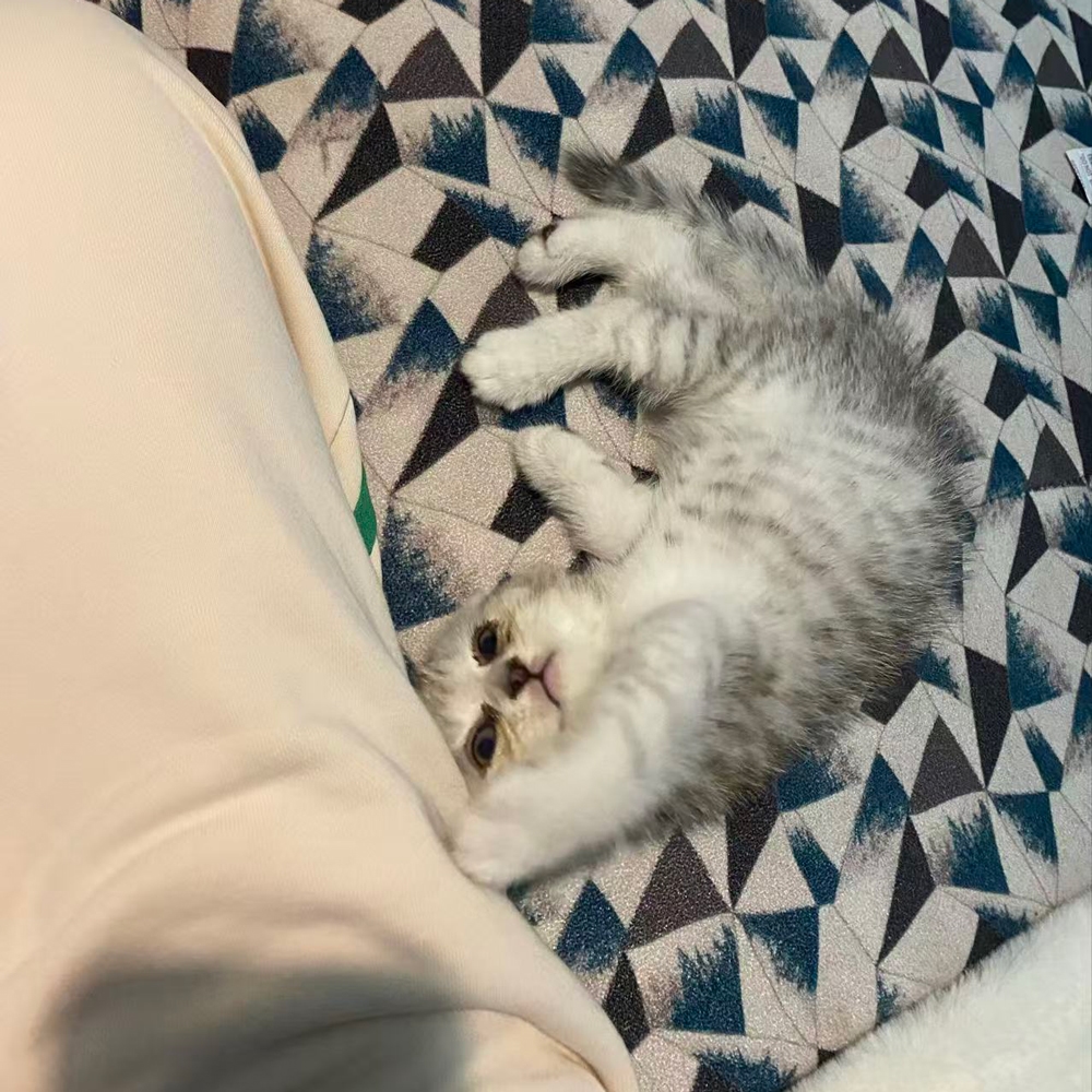 A 2-month-old silver shaded puppy