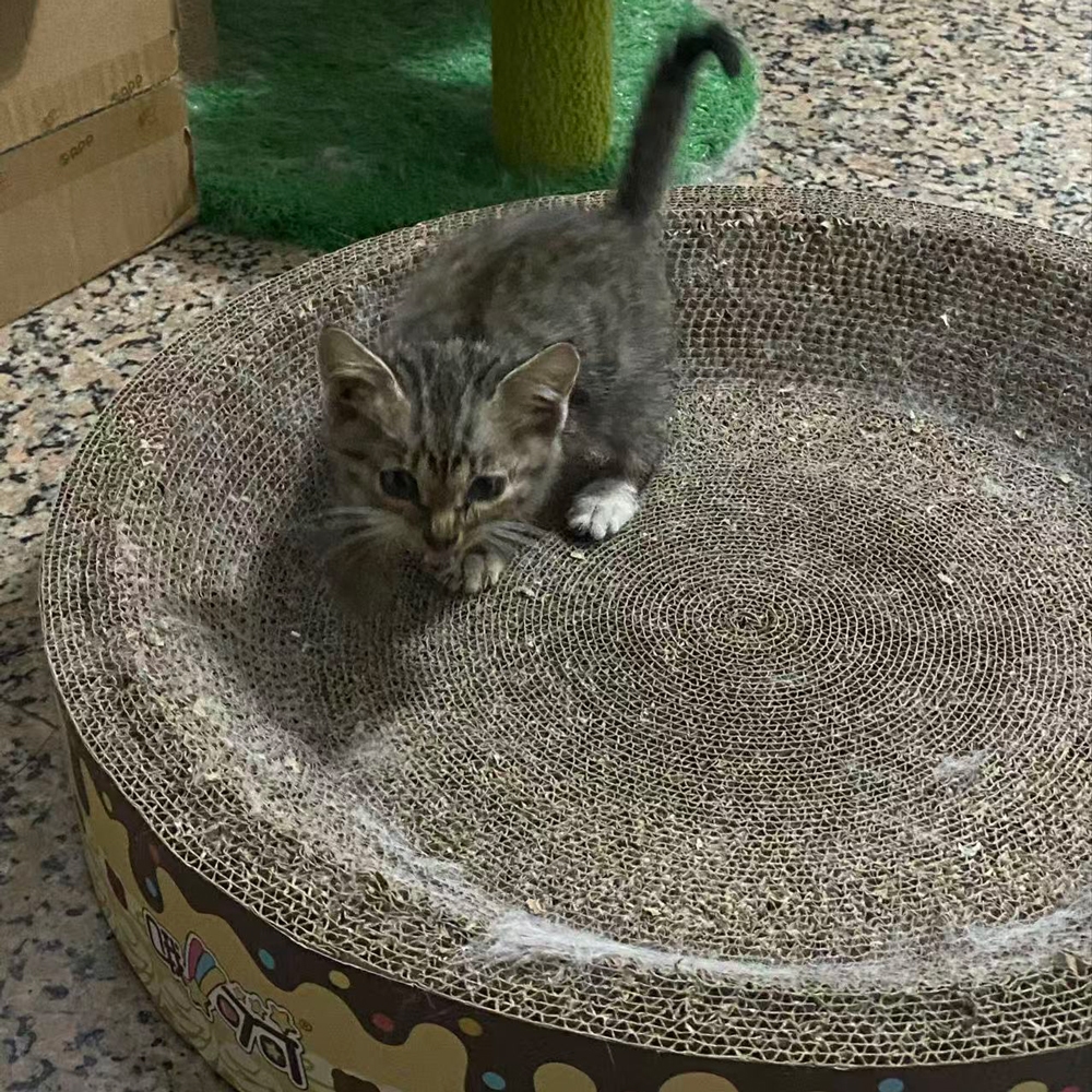 A little tabby cat